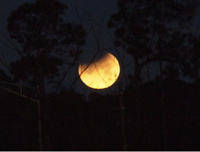 [The moon is now below the tops of the trees, but is fully visible between several trees. The shadow on the moon has not changed much from the prior photo, but the moon is now more of a yellow color as the sun's ray become visible in the opposite end of the sky. The canyons on the moon are still a darker color than the rest of the surface. The tree branches and greenery portions are now more visible since the sky is now lighter.]